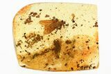 Detailed Fossil Caddisfly (Trichoptera) In Baltic Amber #372494-1